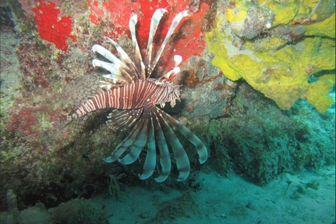Cozumel Snorkeling Tour: Palancar, Columbia and El Cielo Reefs - Columbia Reef and the middle of the tour
