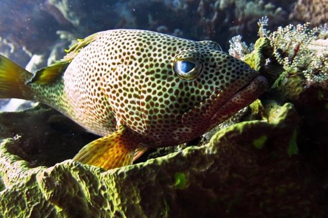 Cozumel Snorkeling Tour: Palancar, Columbia and El Cielo Reefs - What the additional reef names mean