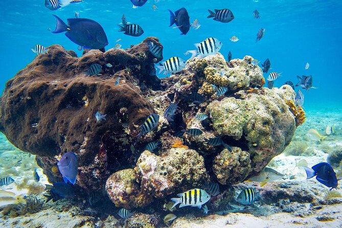 Cozumel Starfish and Tropical Reef Snorkeling by Powerboat with Lunch - What the $139 price really covers