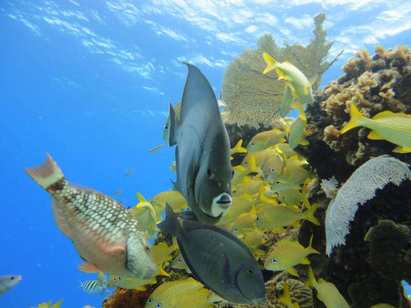 Cozumel: VIP Glass Bottom Boat & Snorkeling 3 Reefs Tour - The crew and safety support