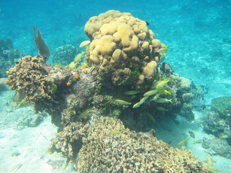 Cozumel: VIP Glass Bottom Boat & Snorkeling 3 Reefs Tour - What to bring and what to skip