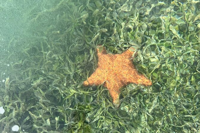 Crystal Kayak & Snorkel Eco Tour (with transfer) - The short boat ride and the change of scenery