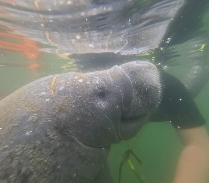 Crystal River: Guided Manatee Snorkeling Tour - Key Details Before You Book