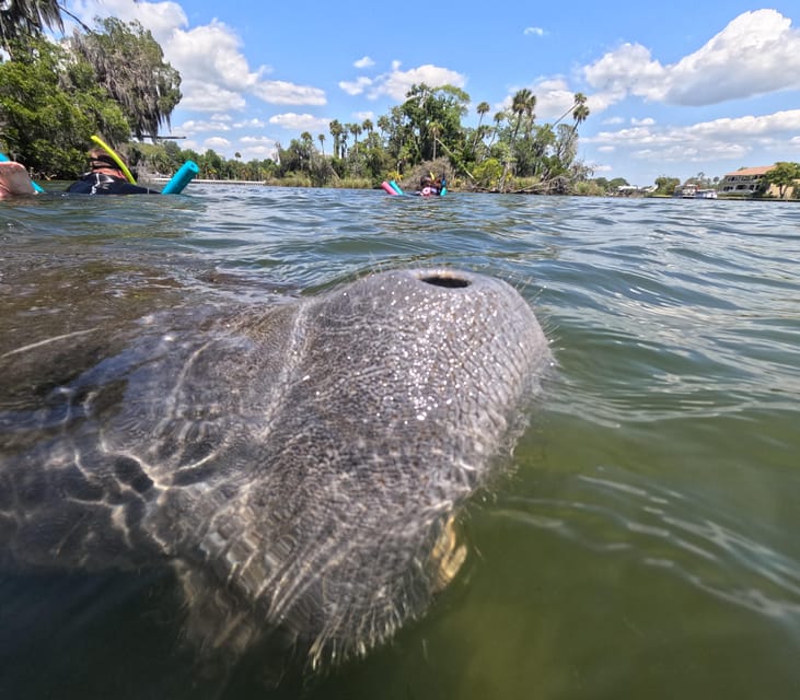 Crystal River: Guided Manatee Snorkeling Tour - Three Sisters Spring and the Clear-Water Bonus