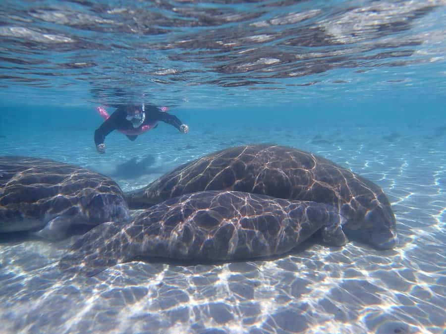 Crystal River: Guided Manatee Snorkeling Tour with Photos - Key Points Before You Book