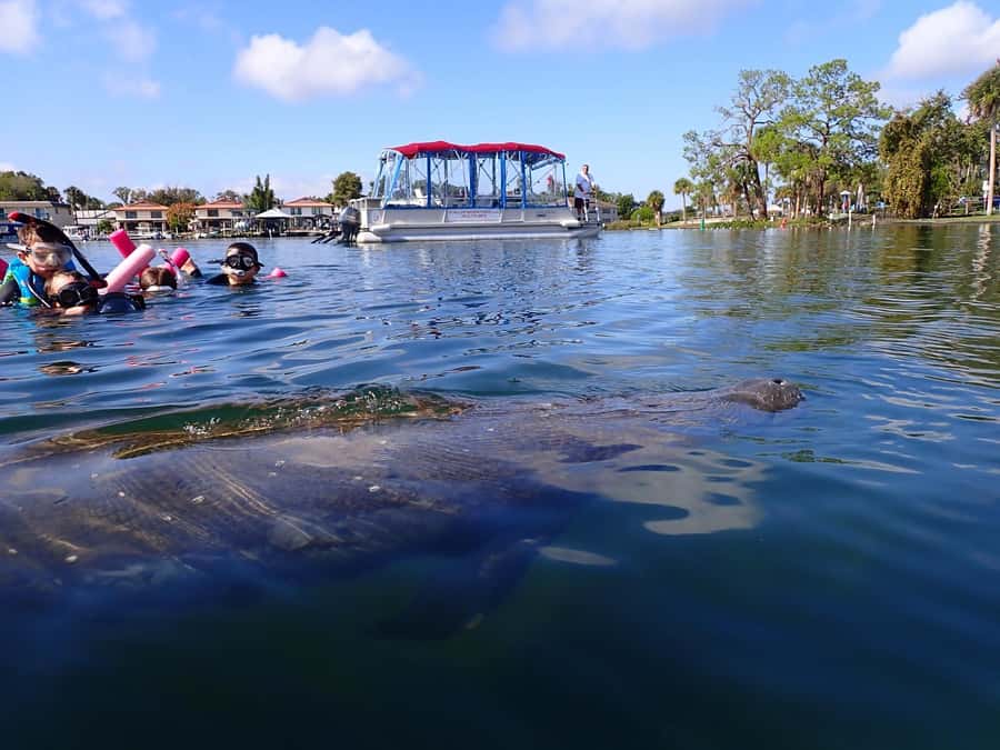 Crystal River: Guided Manatee Snorkeling Tour with Photos - Getting Ready for the Water