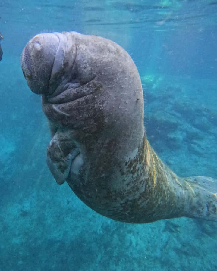 Crystal River: Guided Manatee Snorkeling Tour with Photos - Swimming Beside the Manatees