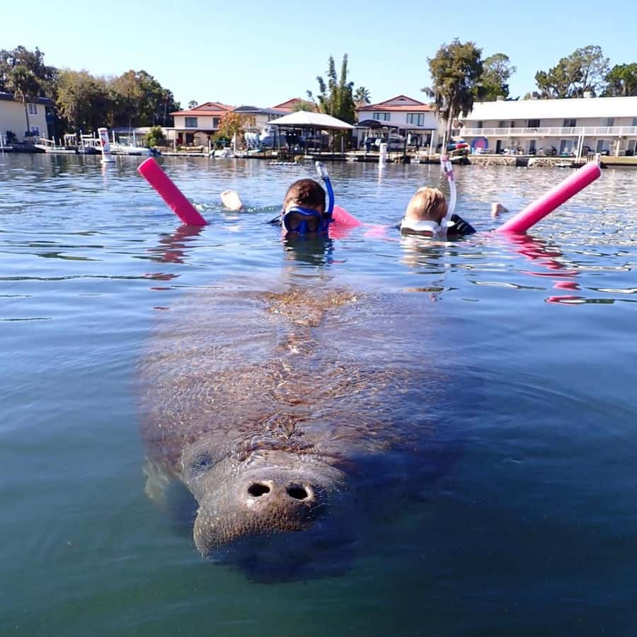 Crystal River: Guided Manatee Snorkeling Tour with Photos - What the $65 Price Really Covers