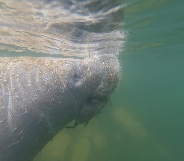Crystal River: Guided Manatee Snorkeling Tour - The Boat Ride Into Kings Bay