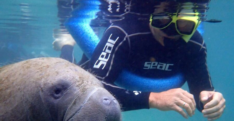 Crystal River: Manatee Snorkel Tour w/ In-Water Photographer - Entering the water with the manatees