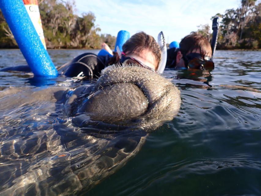 Crystal River: Manatee Snorkel Tour w/ In-Water Photographer - The in-water photographer adds a useful option