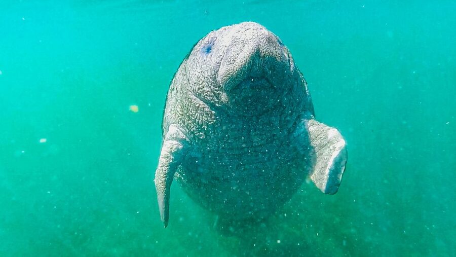 Crystal River: Manatee Snorkel Tour w/ In-Water Photographer - What the $87 price really covers