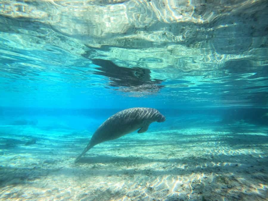 Crystal River: Small-Group Manatee Snorkeling Tour - Why Crystal River is special for manatees