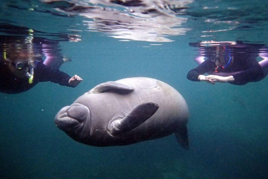 Crystal River: Snorkel with Manatees & Dolphin Airboat Trip - Crystal River manatees, Florida’s gentle giants