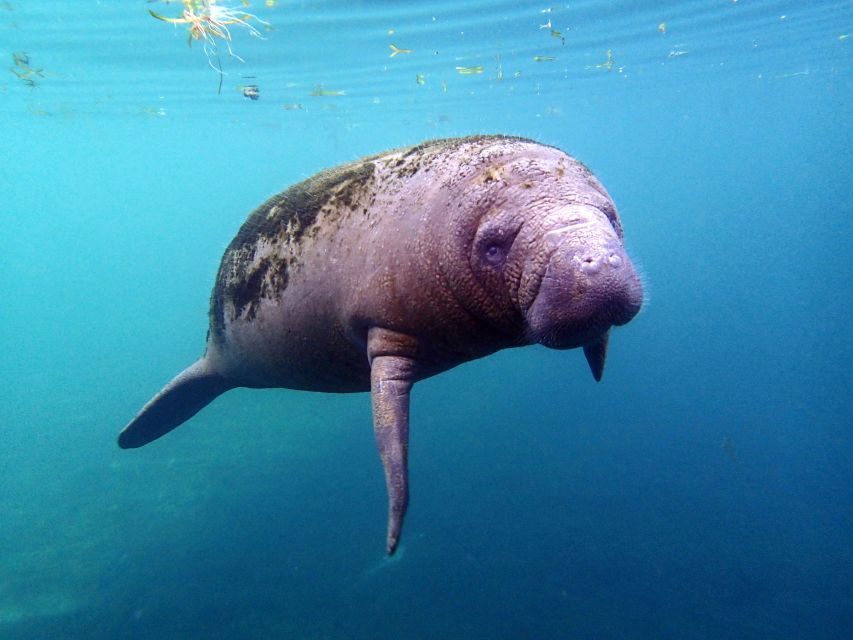 Crystal River: Snorkel with Manatees & Dolphin Airboat Trip - Wetsuits, warm rooms, and the photo stop