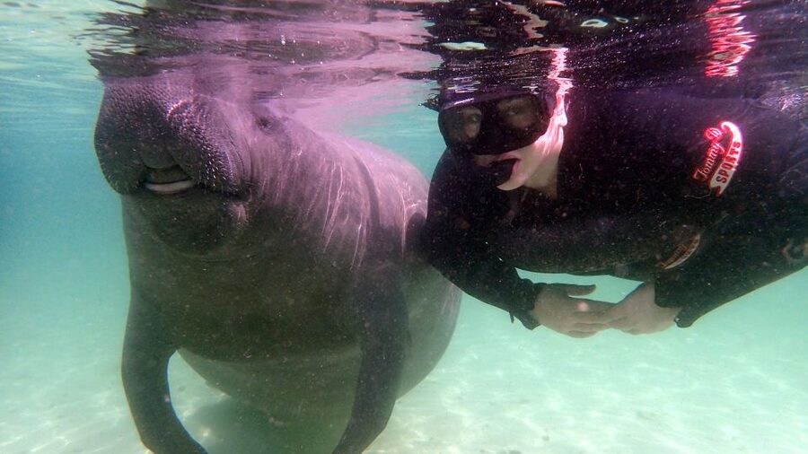 Crystal River: Snorkel with Manatees & Dolphin Airboat Trip - What the passive interaction briefing really means