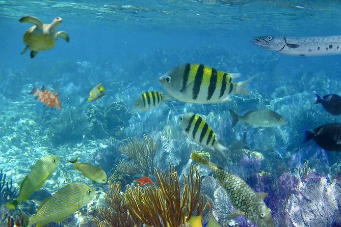 Culebra Snorkeling Tour by Catamaran from Fajardo - Should you book the Culebra catamaran tour?
