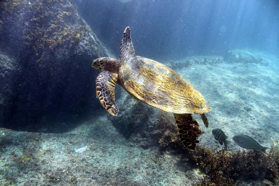 Curieuse Guided Tour, St Pierre, BBQ & 2 Snorkel Stops - The first snorkeling stop near Praslin