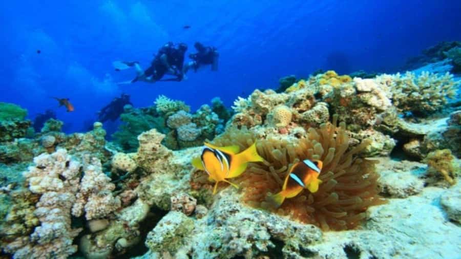 Da Nang/Hoi An:Explore Cham Island and Snorkeling tour 1 Day - Why Cham Island makes a good day from Da Nang or Hoi An