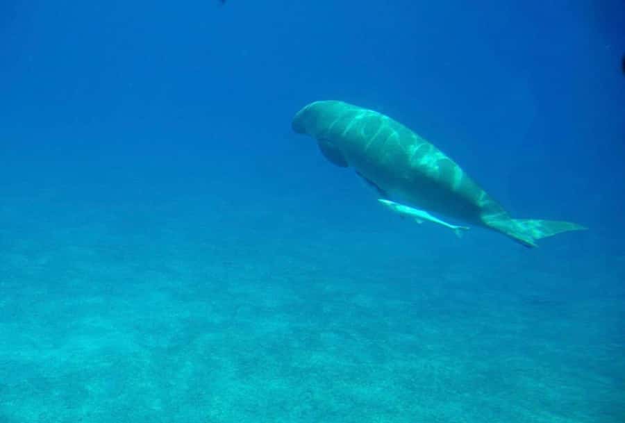 Dahab: luxury Snorkeling cruise with buffet lunch - What lunch is likely to be like