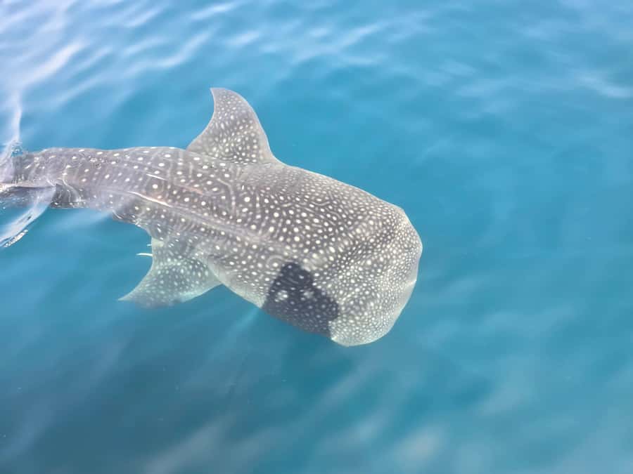 Daymaniyat Island: Snorkelling Tour with Tasty Lunch - Why Daymaniyat Islands make a fine half-day outing