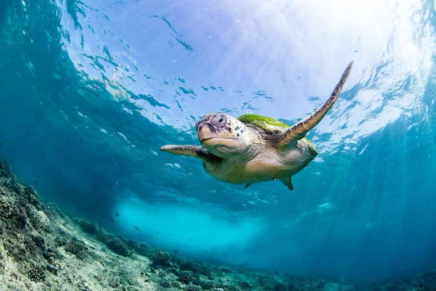 Daymaniyat Island: Snorkelling Tour with Tasty Lunch - First snorkeling stop: finding turtles and reef life