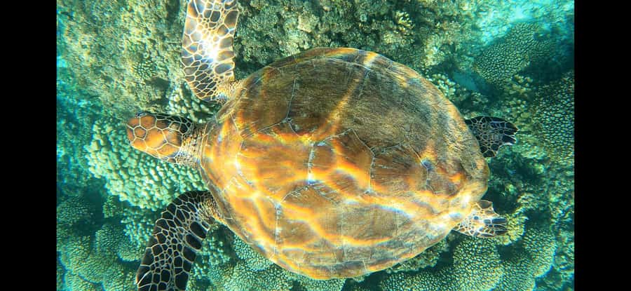 Daymaniyat Island: Snorkelling Tour with Tasty Lunch - Is the $60 price good value?