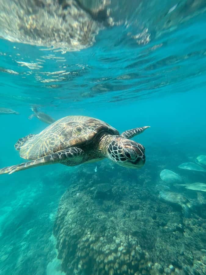 Daymaniyat Island: Snorkelling Tour with Tasty Lunch - Meeting at Seeb Marina at 8:15 a.m.