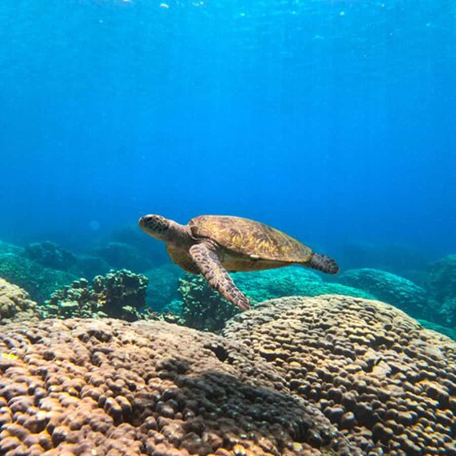 Daymaniyat Islands Snorkeling with Picnic Lunch - Snorkeling At Coral Garden And Turtle Bay