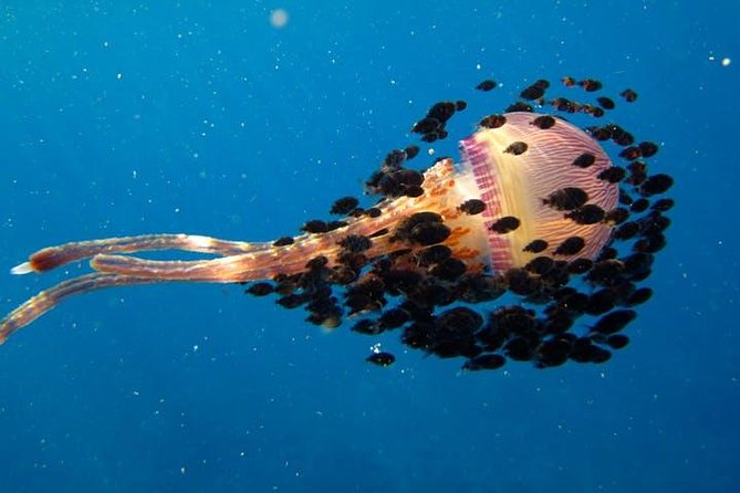 Deluxe Morning Snorkeling Adventure - Crew service and the small-group advantage