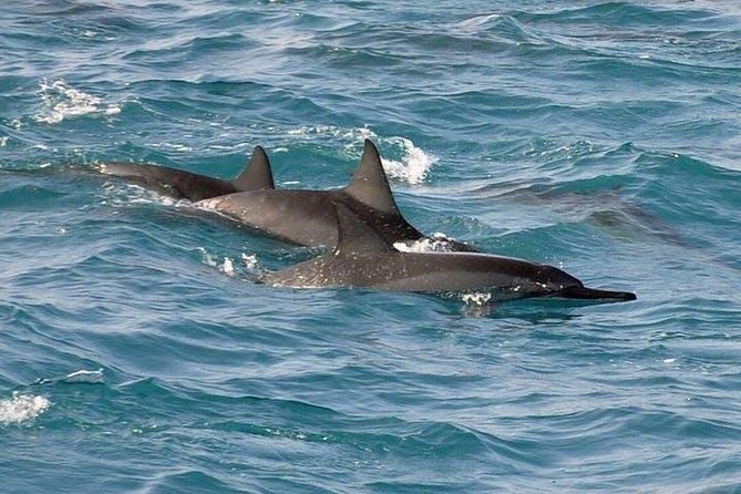 Deluxe Snorkel & Dolphin Watch Aboard a Luxury Catamaran from Kailua-Kona - Snorkeling at Red Hill, with an important caveat
