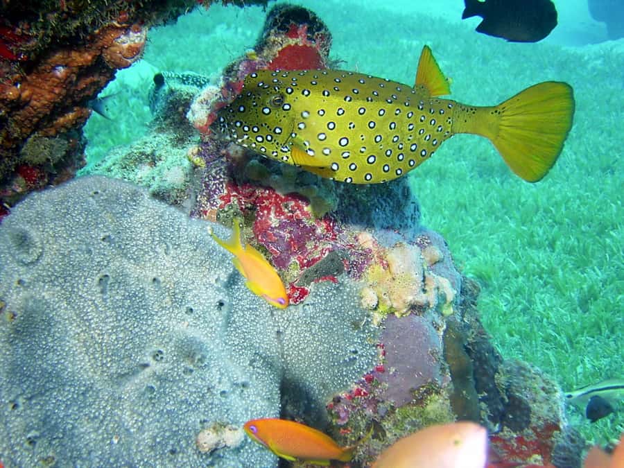 Diani Beach: Kisite Marine Park Dhow & Snorkeling with Lunch - Who will enjoy this dhow trip most?