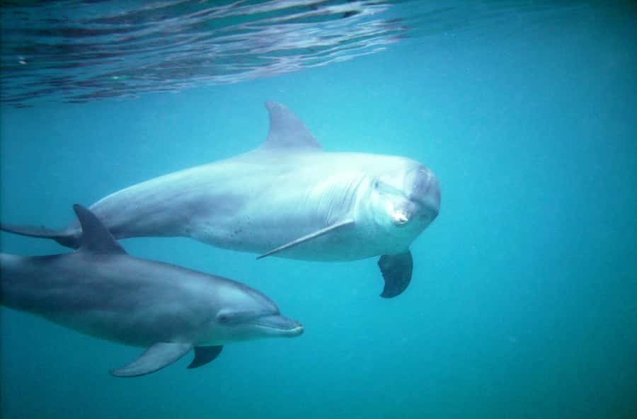 Diani Beach: Kisite Marine Park Dhow & Snorkeling with Lunch - Sailing the old-fashioned way on an Arabian dhow