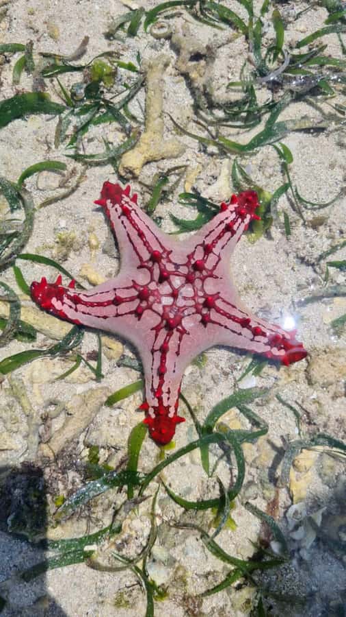 Diani: Snorkeling and Swimming at African Pool in Tiwi Beach - Snorkeling in caves, tunnels, and open water