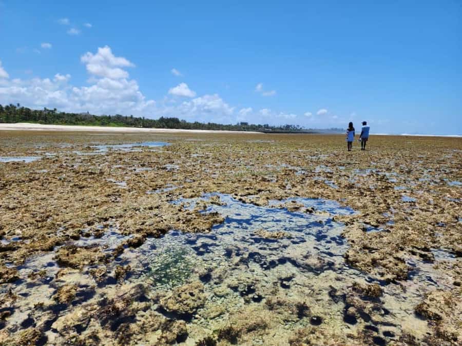 Diani: Snorkeling and Swimming at African Pool in Tiwi Beach - What the $35 price covers
