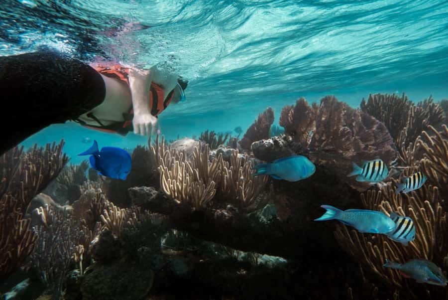 Discover Tumbatu Island: Private Snorkeling Adventure - What this Tumbatu trip is really like
