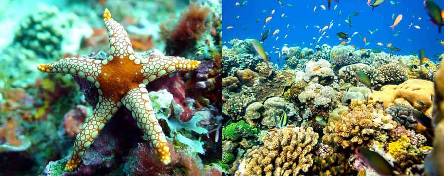 Discover Tumbatu Island: Private Snorkeling Adventure - Snorkeling around Tumbatu Island