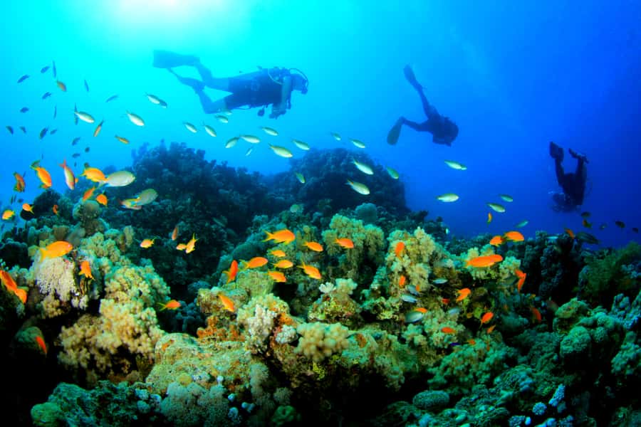 Discover Tumbatu Island: Private Snorkeling Adventure - What the $49 price includes