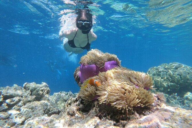 Diving And Snorkeling To Ras Mohamed And White Island By VIP Boat - White Island is more sandbar than island