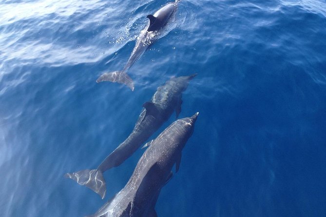 Dolphin and Snorkeling Trip with Costa Rican Companies - Dolphin watching is the real reason to go