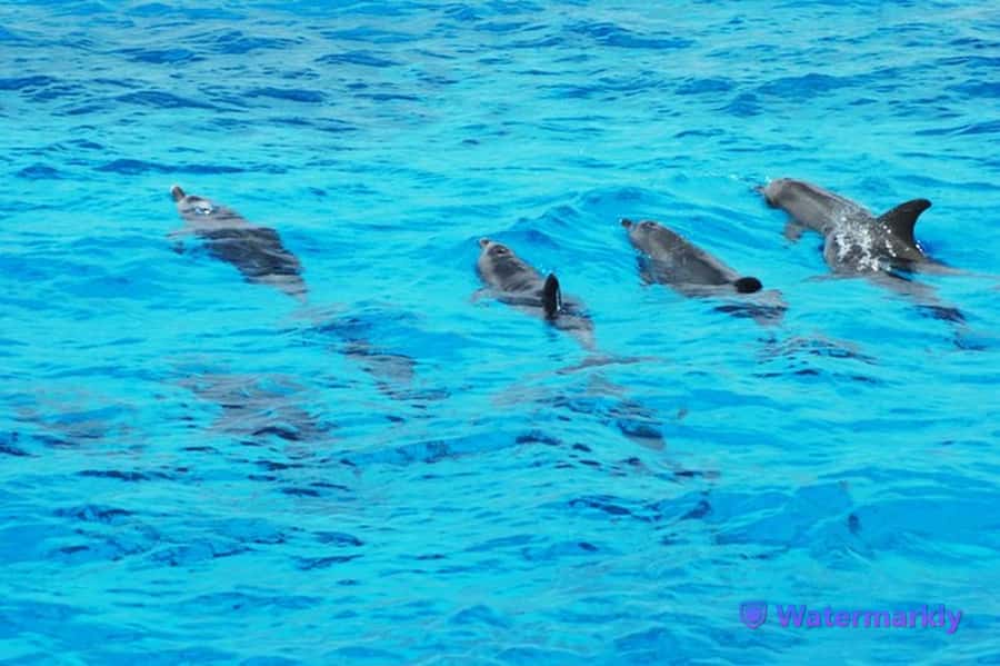 Dolphin house snorkeling trip - Snorkeling over coral and Red Sea fish