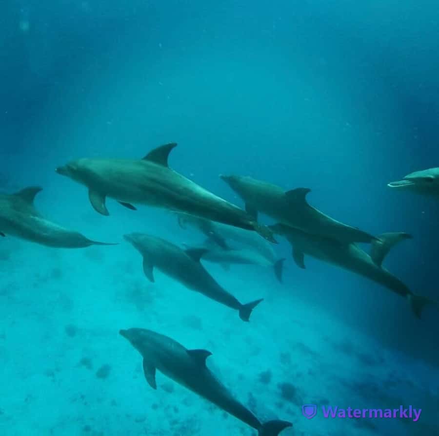 Dolphin house snorkeling trip - Who will enjoy this tour most?