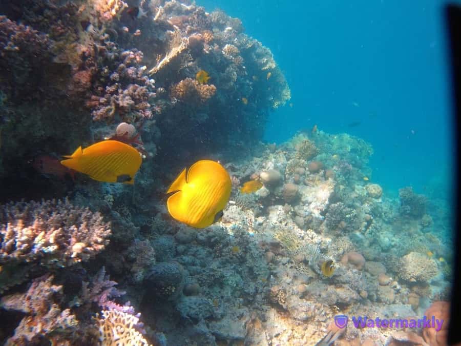 Dolphin house snorkeling trip - What the overall score tells you
