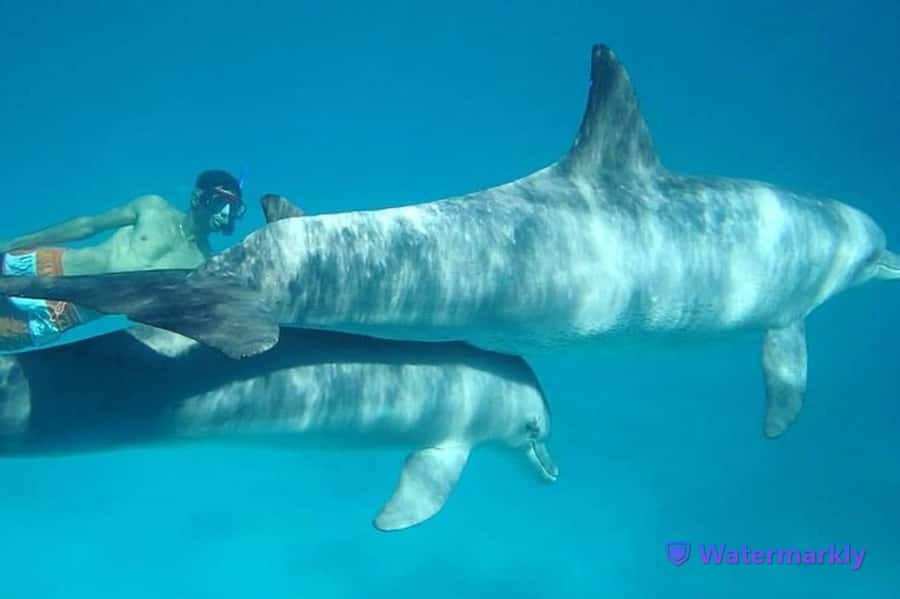 Dolphin house snorkeling trip - What Dolphin House really means