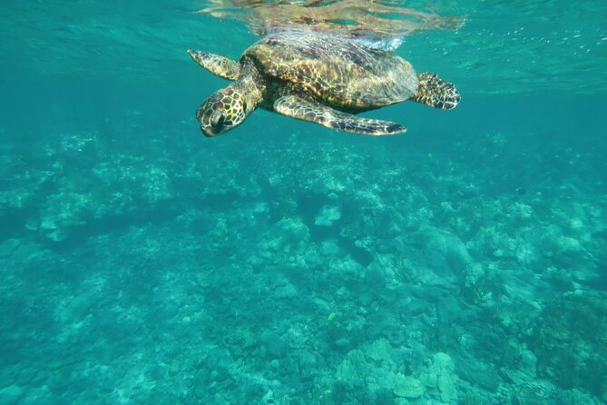 Dolphin, Sea Cave, Captain Cook, Kealakekua Bay Reef Snorkeling - What the crew adds to the experience