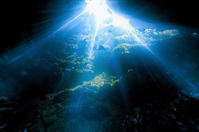 Dolphin, Sea Cave, Captain Cook, Kealakekua Bay Reef Snorkeling - Practical details that can save you trouble