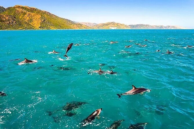 Dolphin, Sea Cave & Captain Cook Snorkel Combo in Kealakekua Bay - Key points to know before you book
