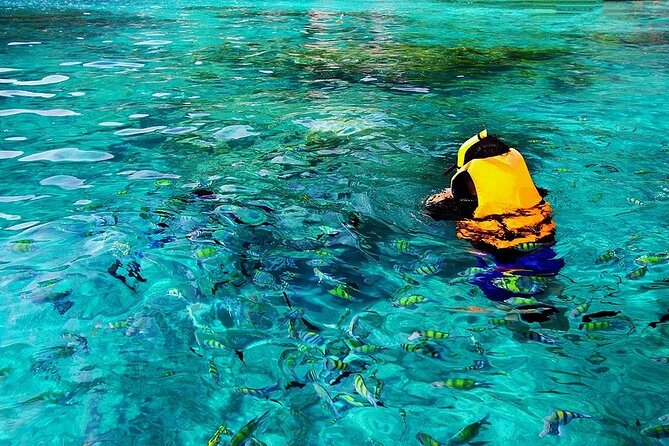 Dolphin, Sea Cave & Captain Cook Snorkel Combo in Kealakekua Bay - Dolphins and whales are a bonus, not the plan