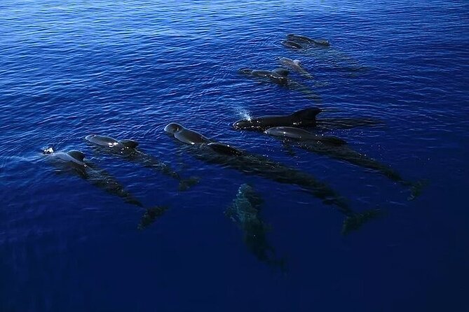 Dolphin, Sea Cave & Captain Cook Snorkel Combo in Kealakekua Bay - What the small group changes