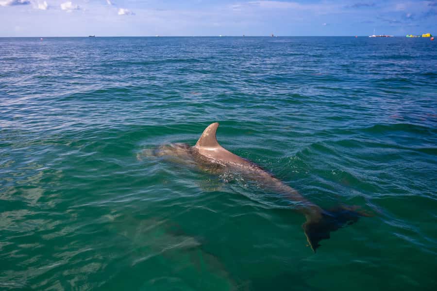 Dolphin & Snorkeling Key West - A small boat makes the Key West difference